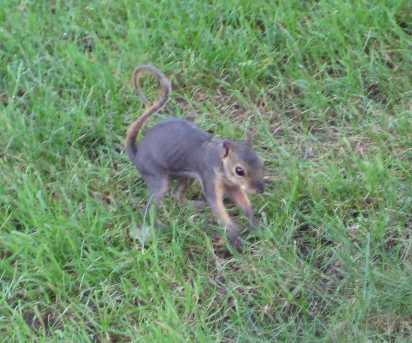 Naked Squirrel 52
